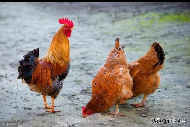 鸭气囊炎是什么原因引起,气囊炎是什么原因引起