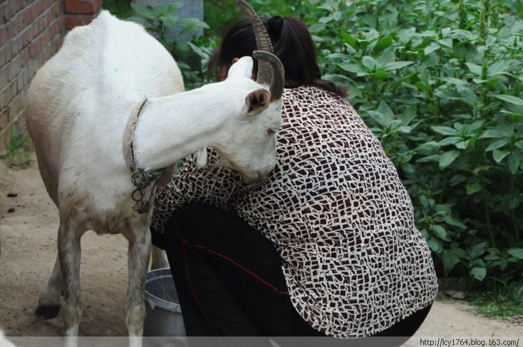 怎么让羊奶变得好喝,现挤的鲜羊奶怎么熬制