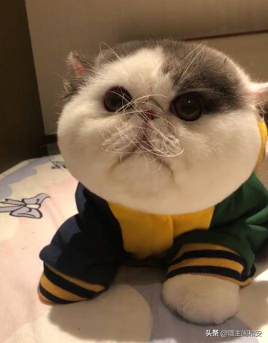 猫猫的胡须为什么越来越多,猫胡须是什么颜色