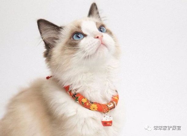 猫咪做了过敏原检测脱敏需要多久,猫咪容易过敏吃什么猫粮