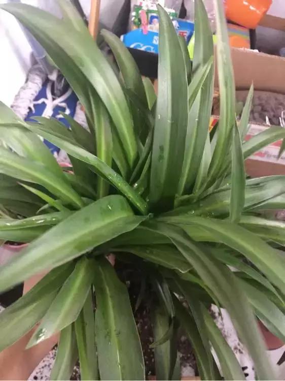 吊兰怎么养护会出枝条,吊兰长出很长的枝来怎么养护