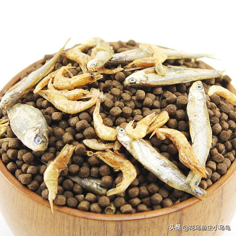 东锦龟和西锦龟长大后哪个好看,南石龟什么颜色最好看