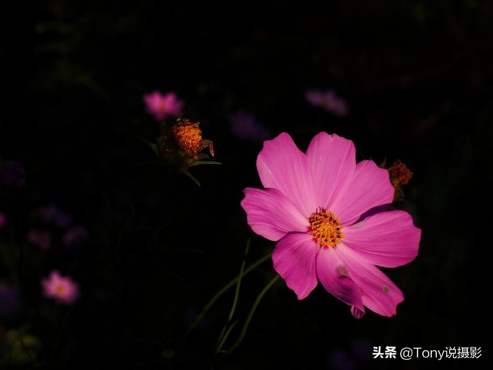 单反拍照太亮或太暗怎么办,单反拍出的照片偏暗怎么调