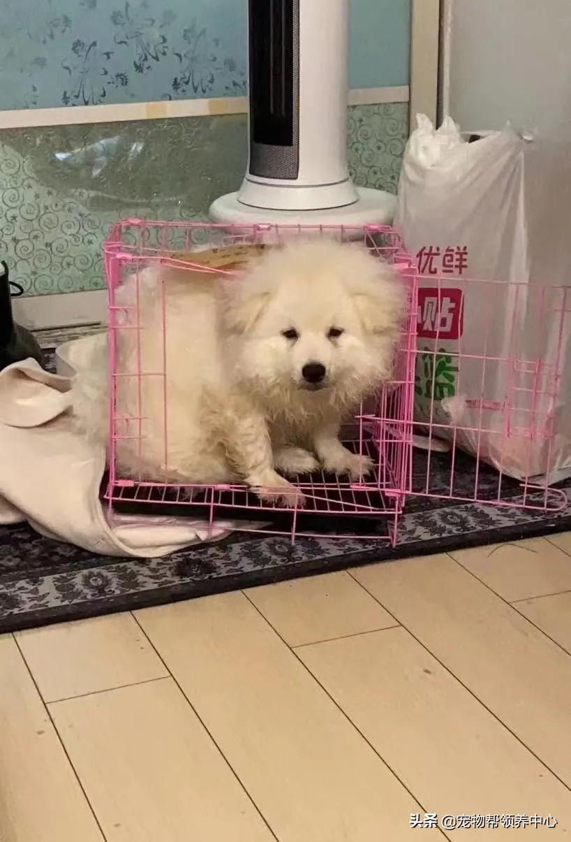狗狗被*养送**期间患上细小，前主人却说：存活几率很小，别治了…