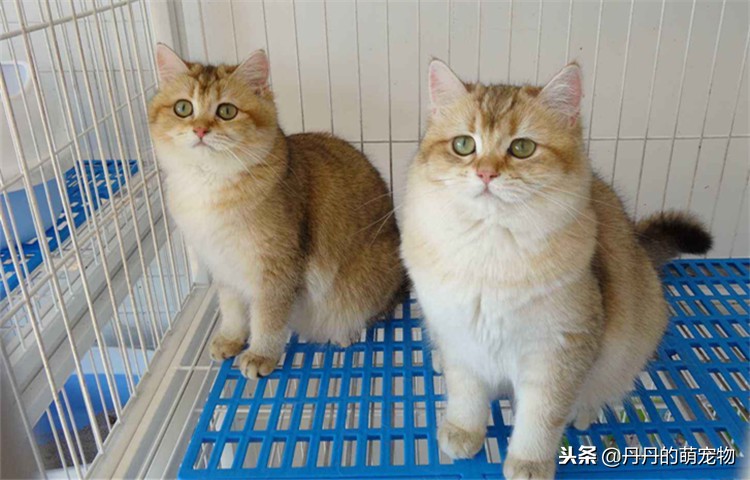 猫咪越来越反骨,猫咪反群怎么办
