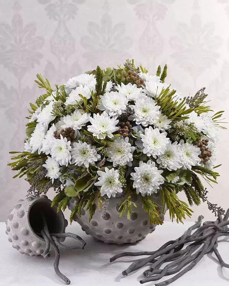 冬季切花菊,银叶菊鲜切花搭配