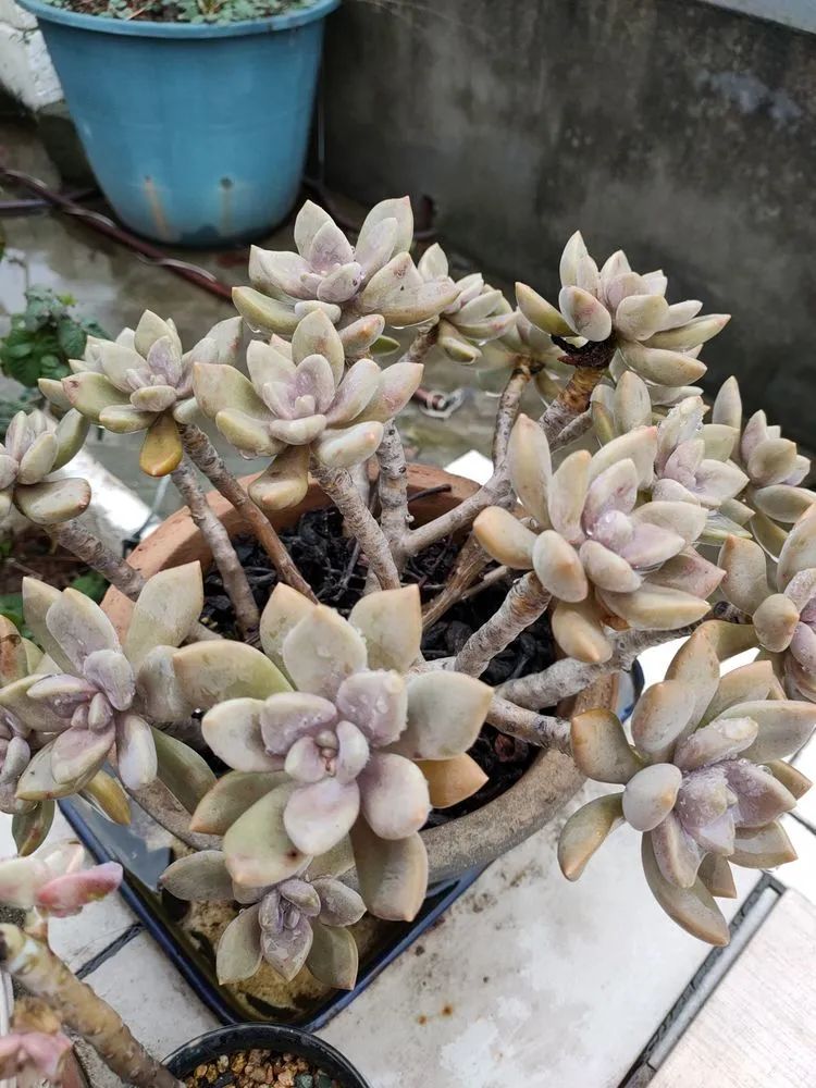 疫情期间在家欣赏多肉,疫情期间被多肉治愈