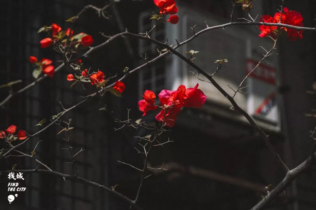 老南宁的三街两巷,老南宁的回忆照片