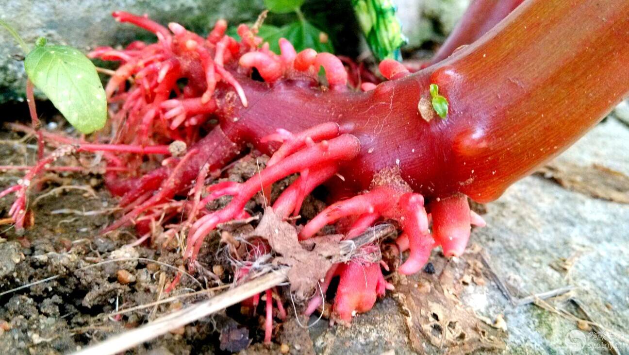 可以染发的植物果实,可以染发的植物图片和名字