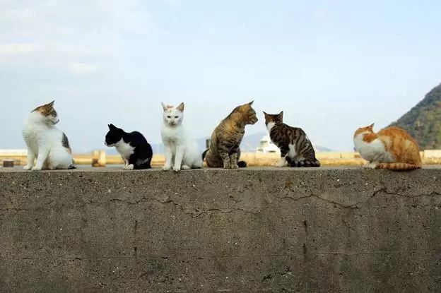 日本猫岛为什么有那么多猫,日本猫岛上为什么有这么多猫