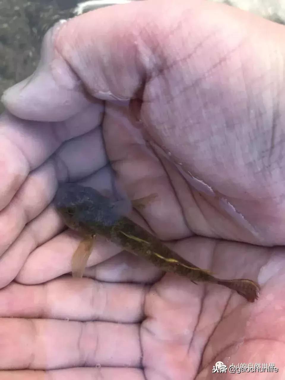 大草龟和小草龟谁好养,变异草龟和草龟的区别