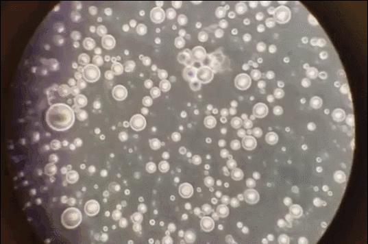 “母乳”放大1000倍，堪称世间最纯净液体