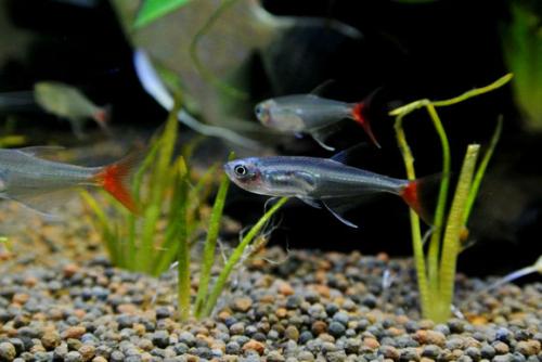 鱼缸绿水很烦人,教你一个妙招轻松搞定