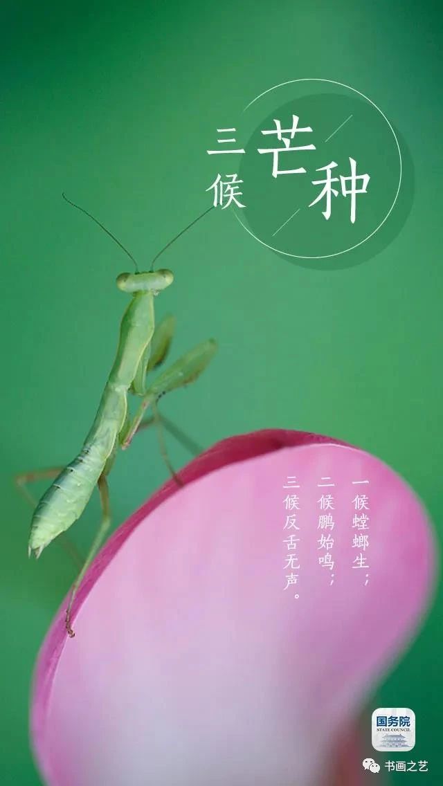 有芒的麦子和无芒的麦子,有芒刺的稻子