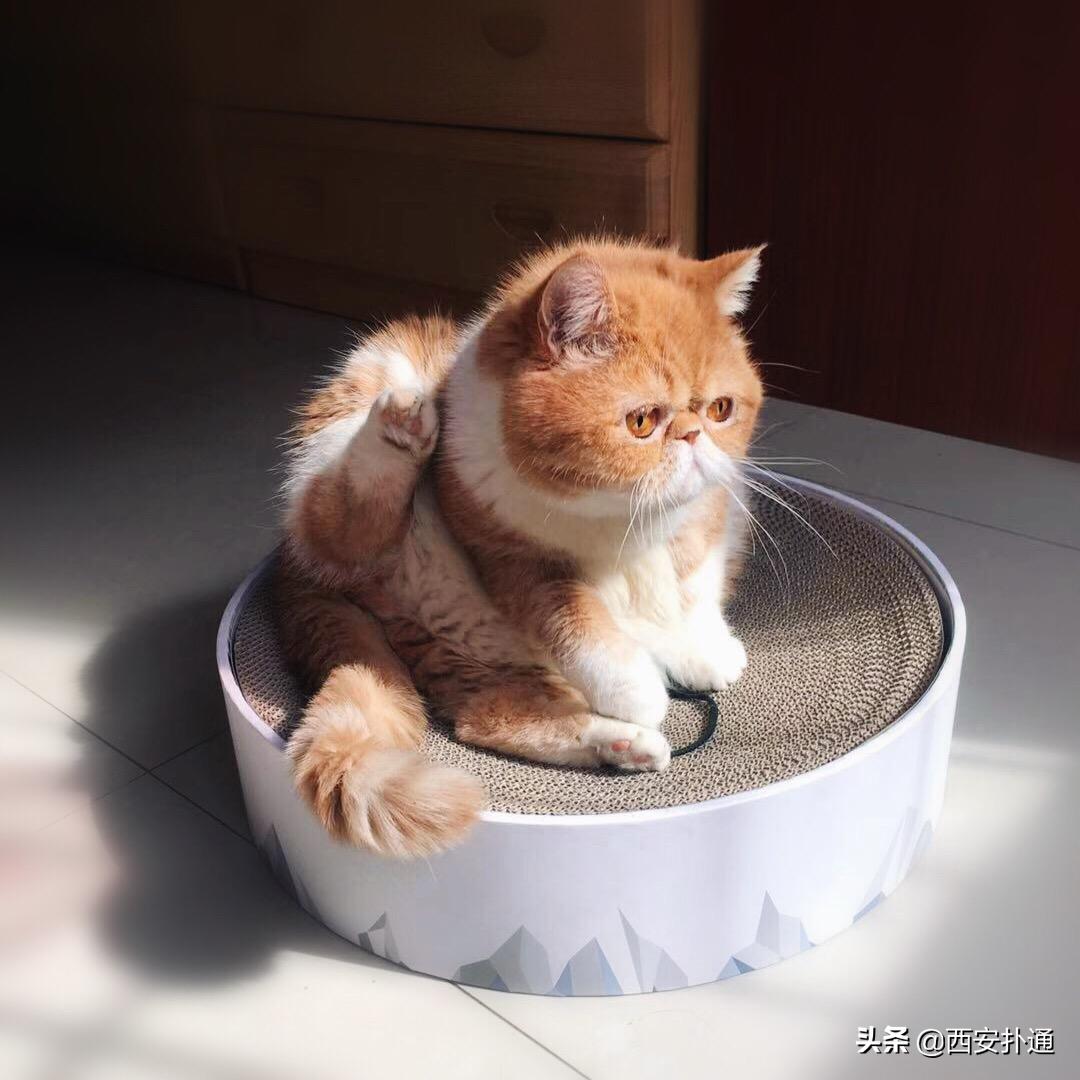 在西安给宠物看病凭什么这么贵