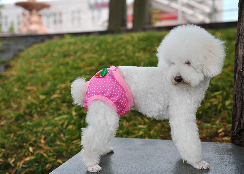 两只狗经常吵架怎么办,两个狗狗经常在一起打架怎么办