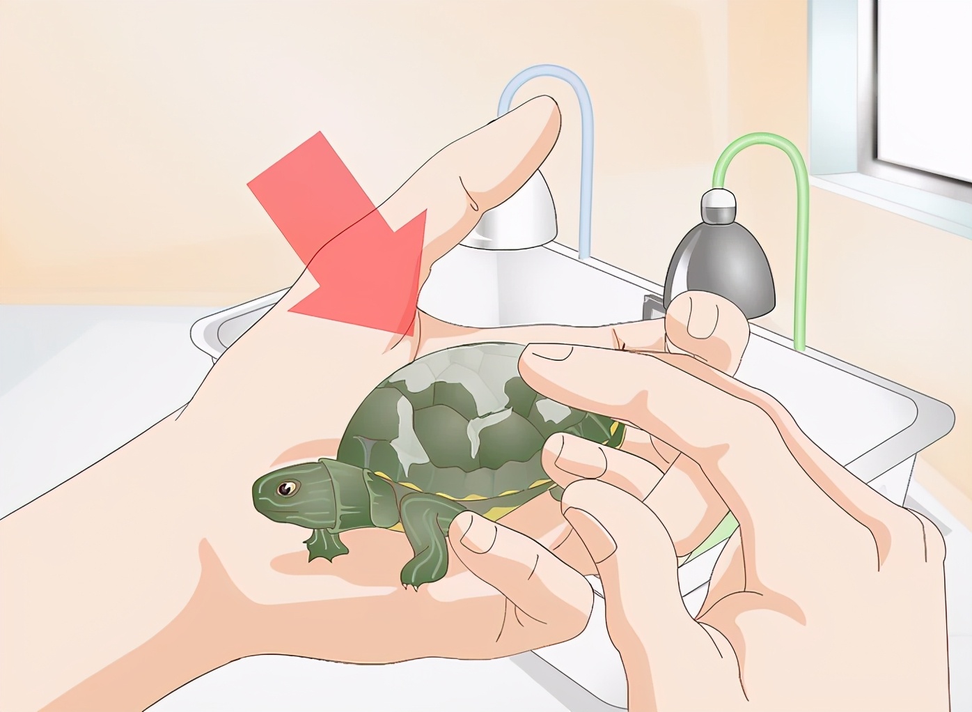 乌龟冬眠醒来不进食,乌龟不进食怎么办