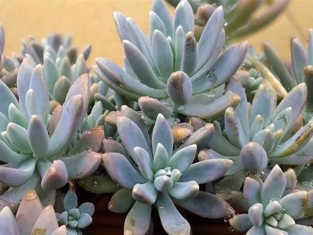 网购回来的多肉化水怎么办,多肉网购回来如何处理