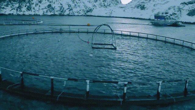 网箱养鱼死了,网箱养鱼生财之路