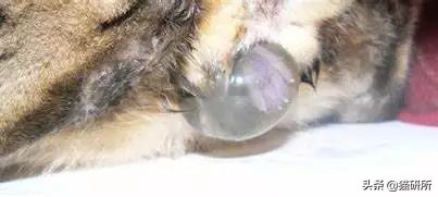 猫咪难产有什么办法解决,猫咪难产有什么方法解决