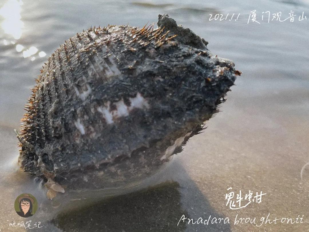 鼓浪屿赶海抓虫,鼓浪屿赶海佛手螺
