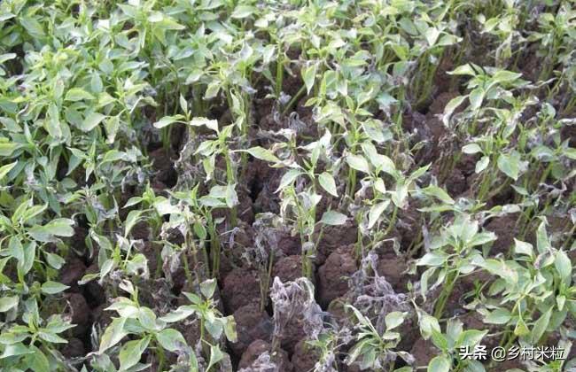 辣椒白粉病最佳防治时间,高温高湿辣椒叶斑病