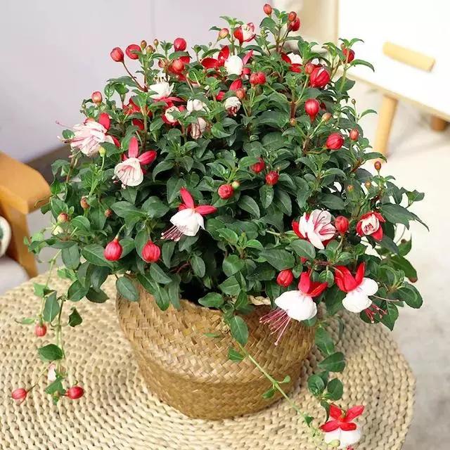 过年家里摆什么植物好,家里过年要摆几样水果