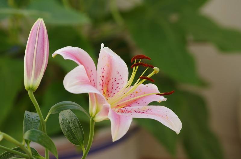 对百合花喜爱的句子,喜爱百合花的心情说说