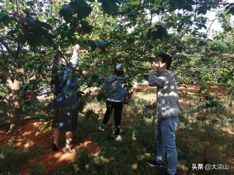 西昌樟木镇哪里卖樱桃,凉山樱桃大量上市