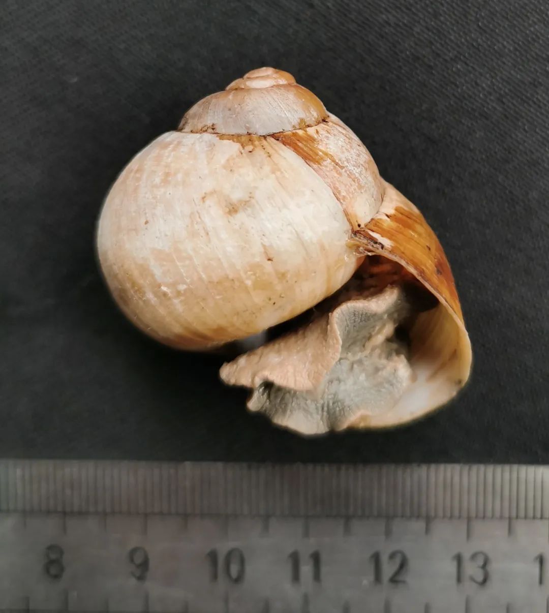 旅客携带439只甲虫入境被拦,海关查获活体蜗牛