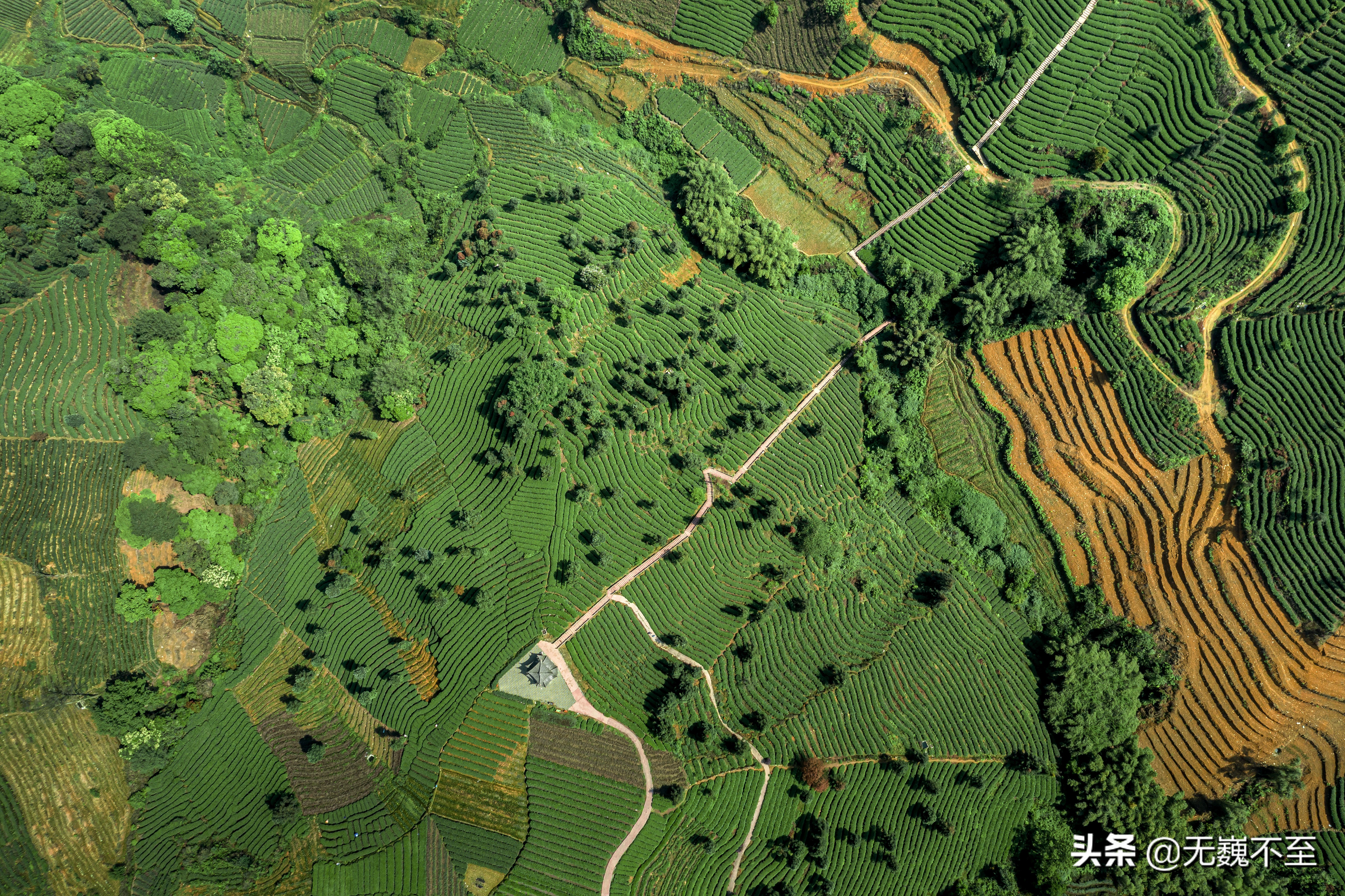 四川雅安牛碾坪万亩观光茶园绿道,雅安旅游景点十大排行榜牛背山