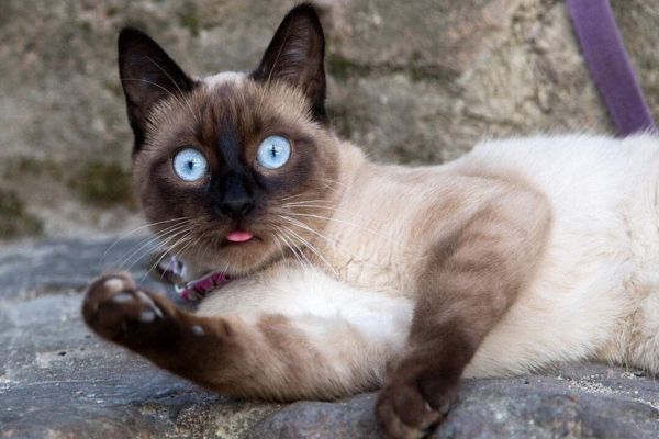 宠物猫真的比田园猫聪明吗,田园猫橘猫聪明还是狸花猫聪明