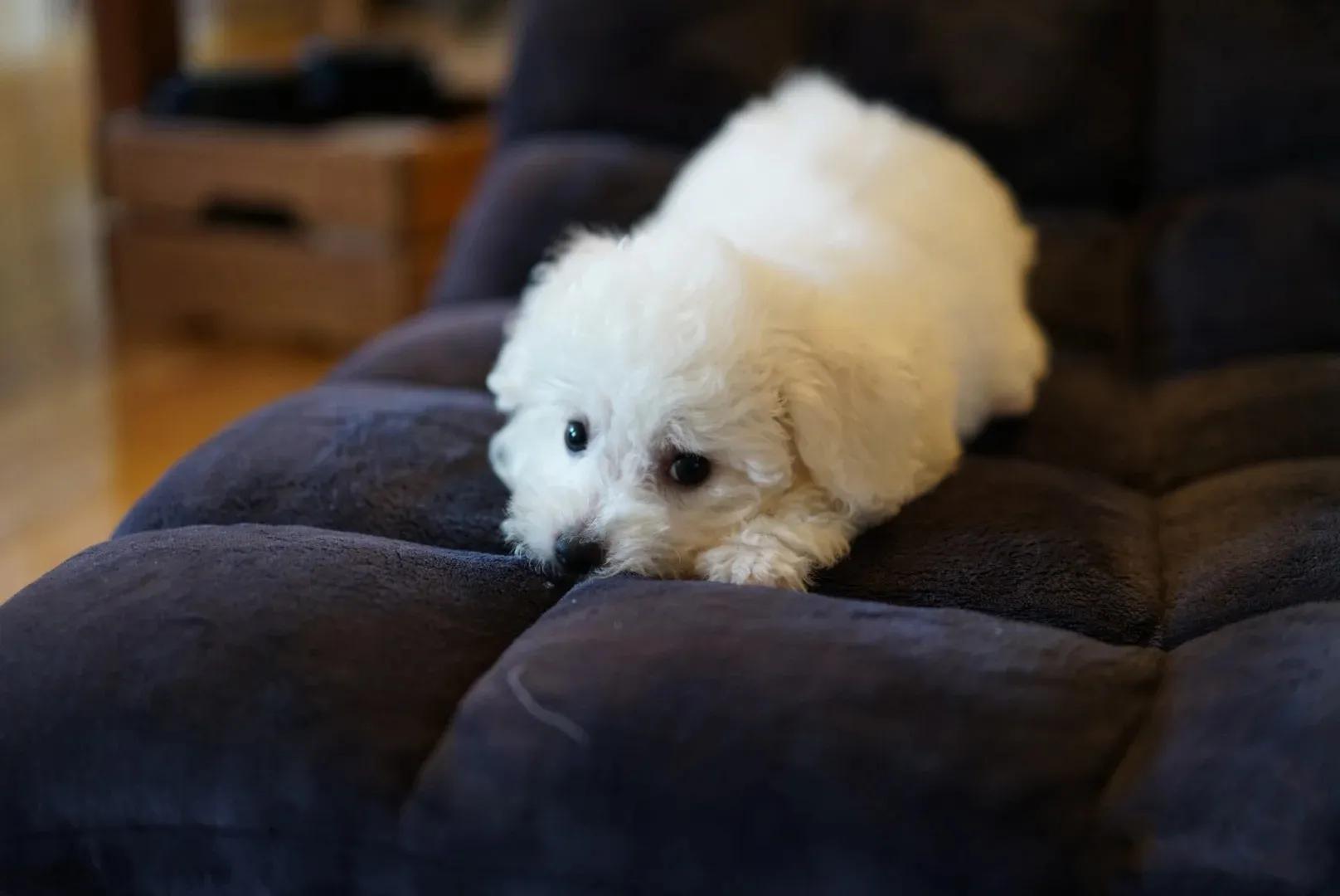 夏季狗狗咬人,夏天怎么防止狗狗挠人
