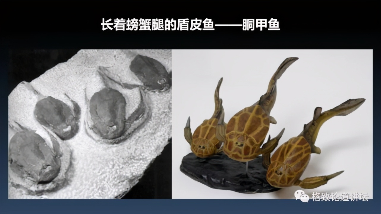 我们用来咬合的颌骨，竟和这条古鱼海怪一脉相承