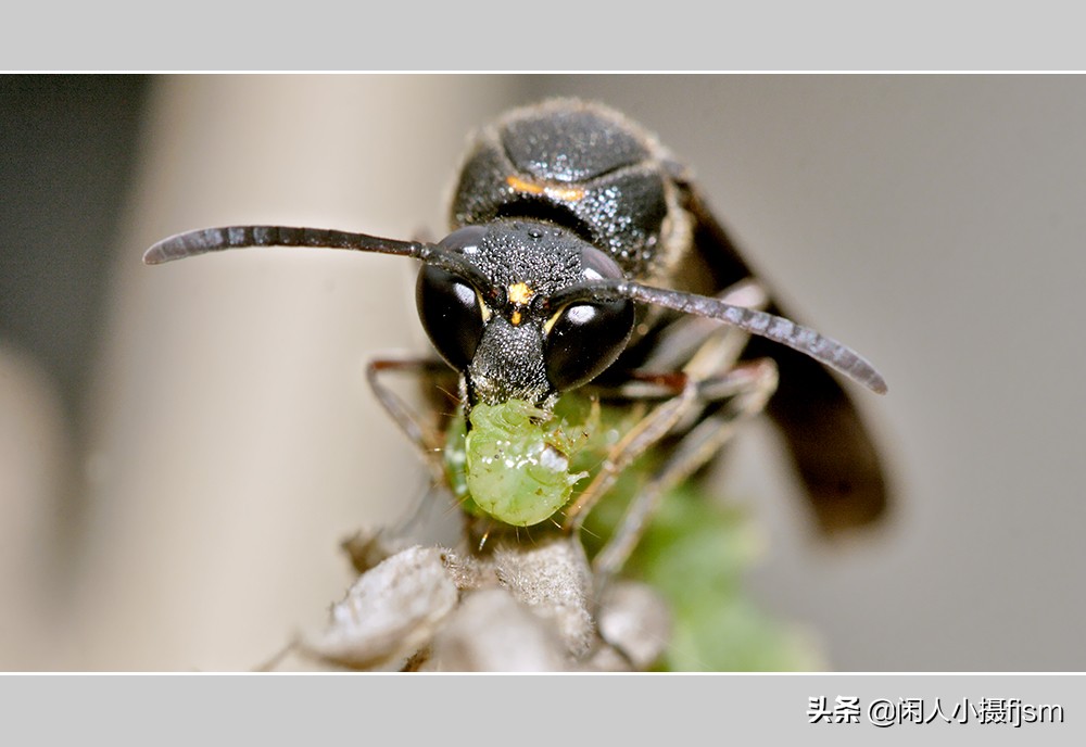 秋季如何防昆虫进屋,秋季防胡蜂知识