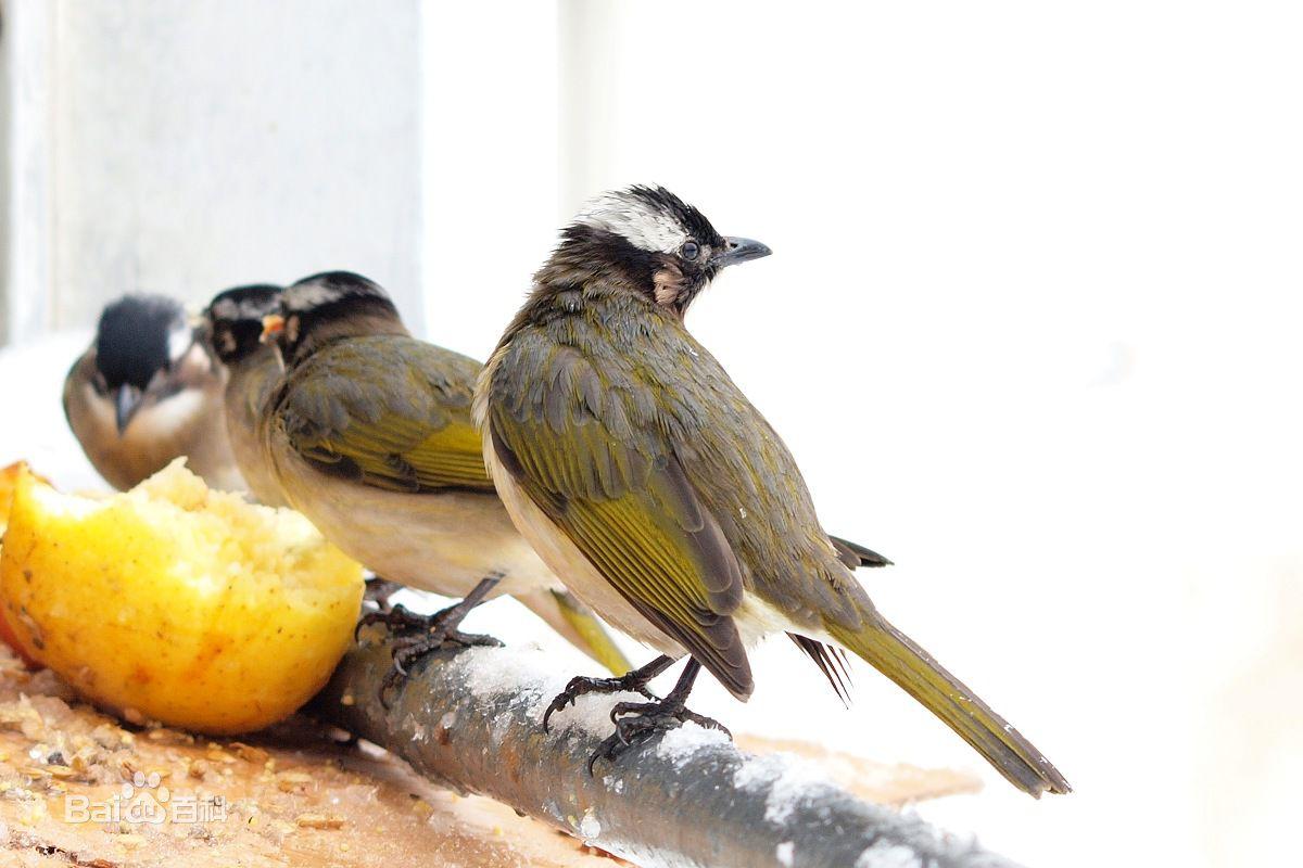 农村防鸟有妙招,果园拉线防鸟可以吗