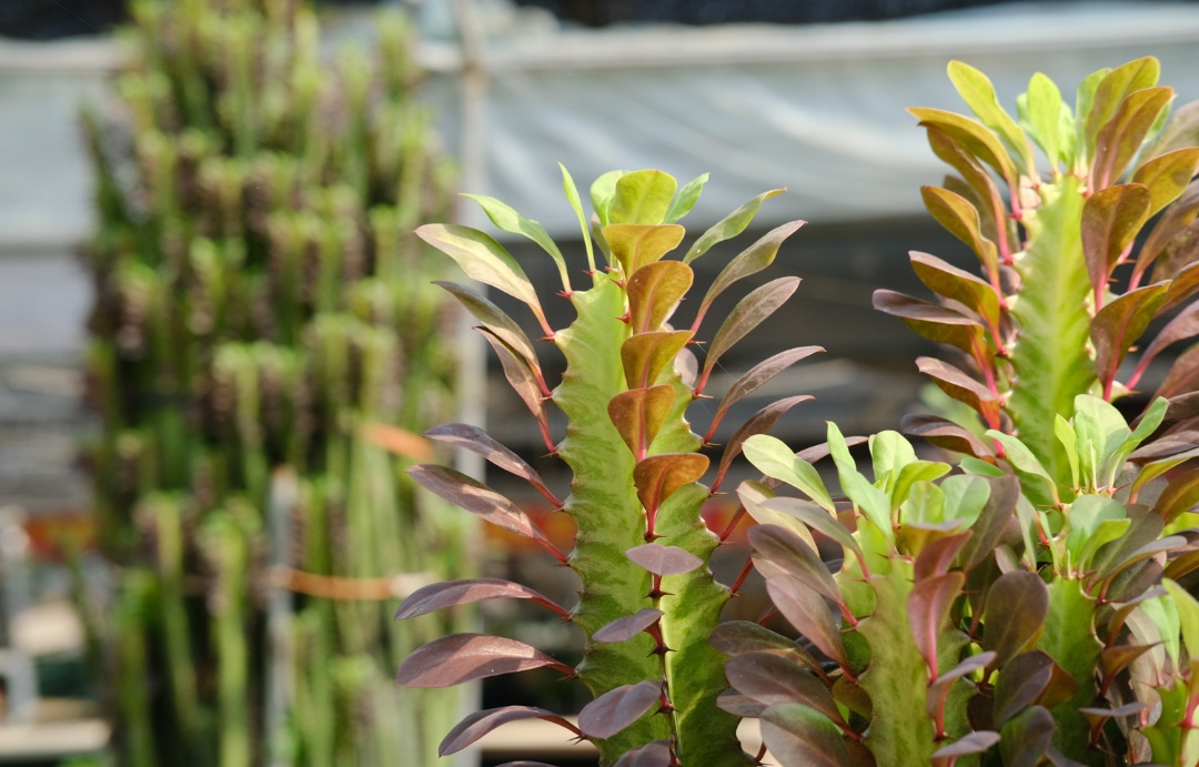 22种花耐旱耐热,天冷种花要注意什么