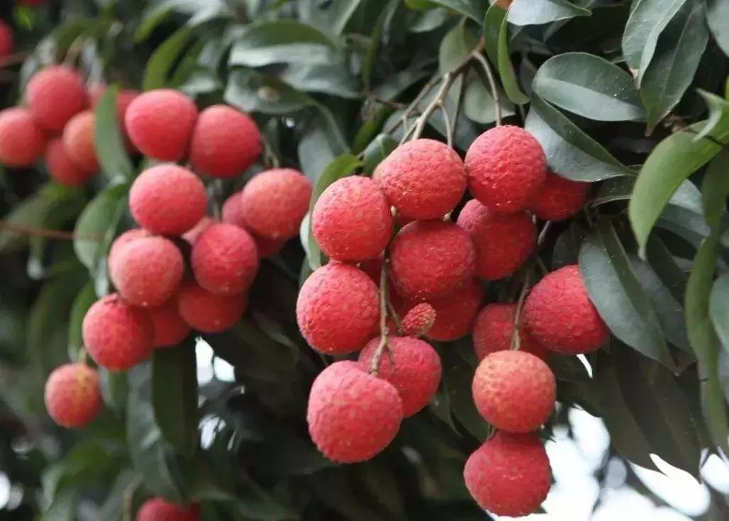 广东信宜|竟有53万华侨同胞来自这“八山一水一分田”之地?