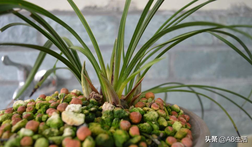 每日一兰花故事～中国兰花.惠兰名品.大一品