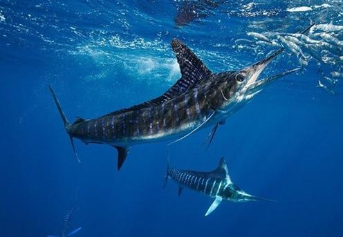 海洋十大速度最快鱼类,海洋十大鱼类最强排名