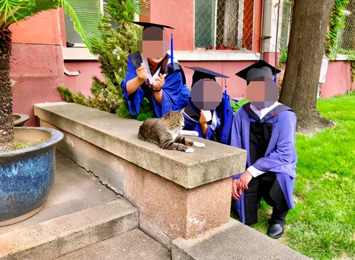 一到毕业季,我们大学的校猫就疯了哈哈哈
