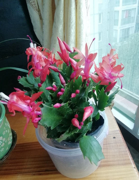 蟹爪兰烂根怎么补救,蟹爪兰总是烂根怎么办