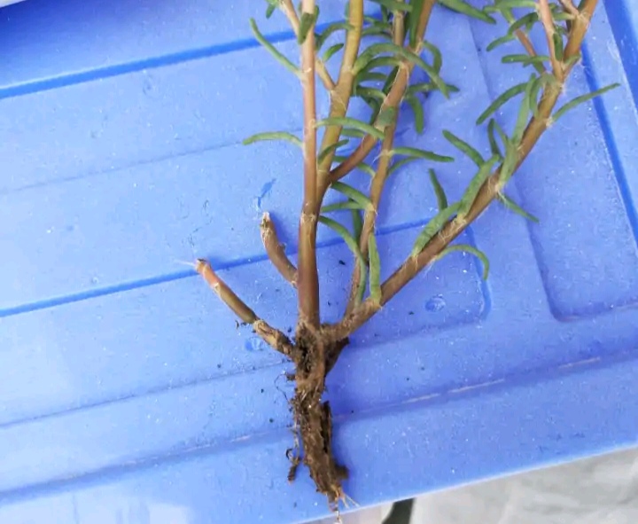 浇水过多死的植物,最容易浇死的6种花