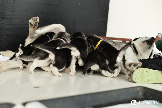 一次创世纪的生活体验—记哈士奇当妈妈