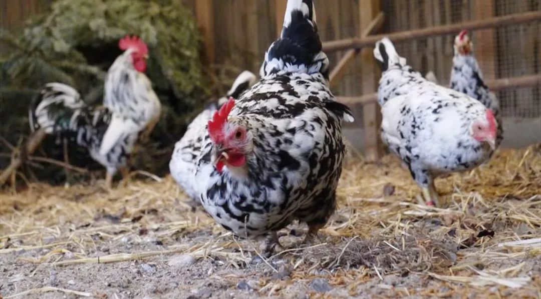 健身人群如何选择乳清蛋白粉,健身人群鸡蛋咋买