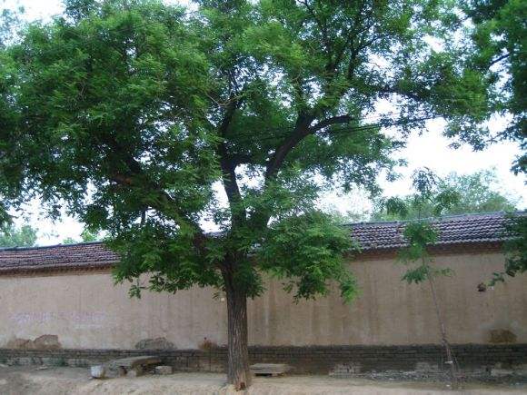 白云禅寺中有许多宝贝,为何最重要的宝贝,竟是“铁锅”槐?