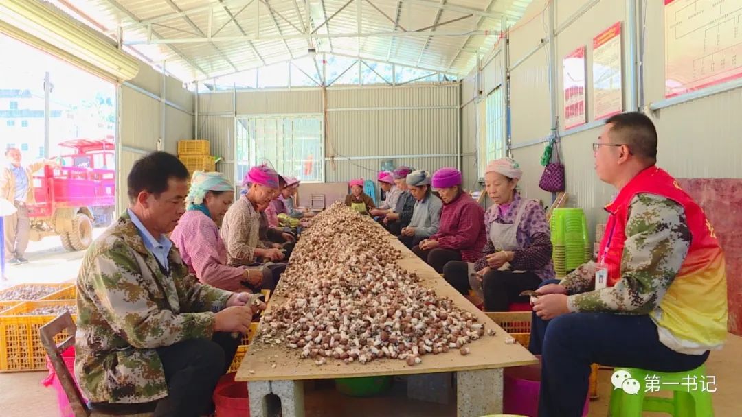 食用菌产业为贫困户撑起致富伞,菇中精品椴木香菇