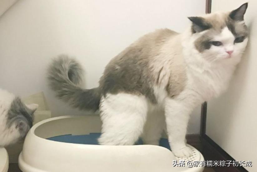 猫咪绝育之后反而乱尿怎么办,主人不在家猫咪乱拉乱尿什么原因