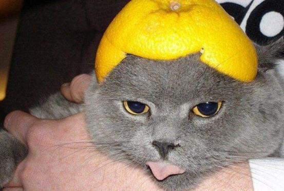 猫咪半夜挠卧室门怎么纠正,不想猫咪上床怎么办