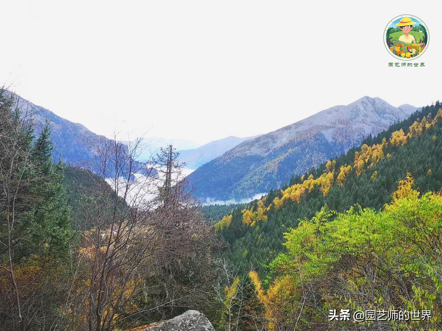 夏季草莓还能开花结果吗,草莓夏季高产